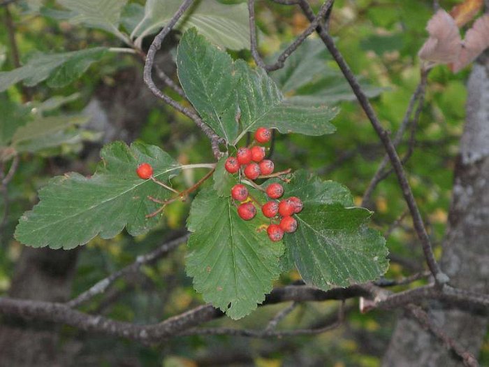 Sorbus mougeotii